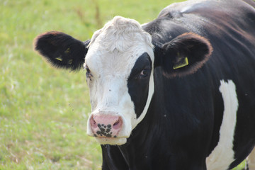 Black white Frysian cows on the meadows of Oldebroek in the Netherlands.