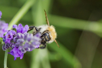 abeille sauvafe fleur lavande