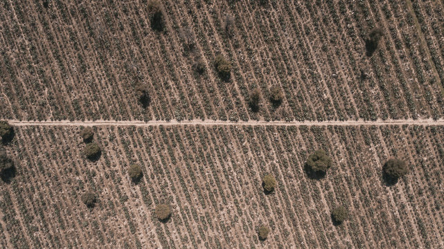 Aerial Maguey field in Mexico