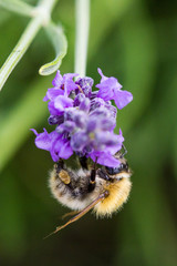 abeille sauvage  sur lavande