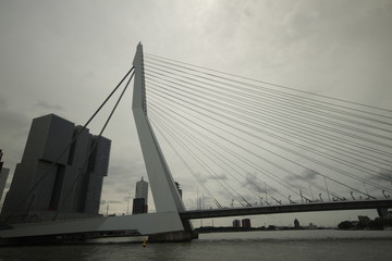 skyline of river Nieuwe maas in the middle of Rotterdam with the Erasmusbrug bridge with nickname the Swan.