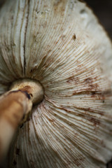 Mushroom gills macro