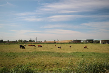 Obraz premium Fields and farms in the Zuidplaspolder in Moordrecht in the Netherlands.