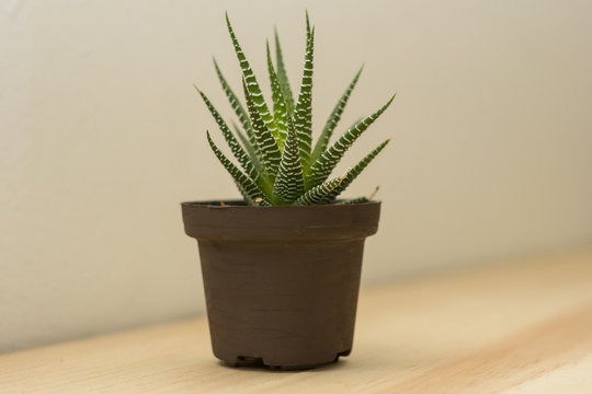 Small ornamental maguey