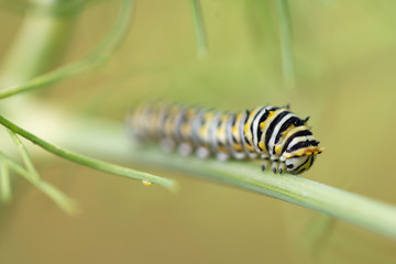 Eastern black swallowtail caterpillars in dill.