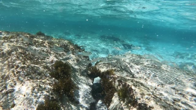 Unterwasser tauchen im Meer mit Actioncam