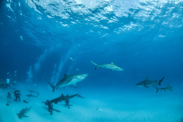 Tiger shark at Tigerbeach, Bahamas