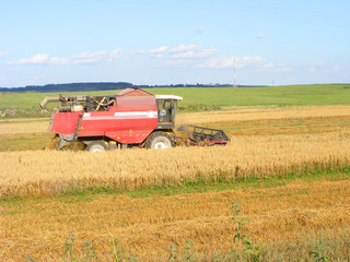 Fototapeta premium Modern combine harvester working on oats farm field under blue sky in hot summer day
