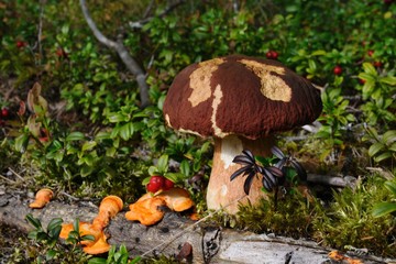 Porcino and berries / A cep (porcino, Boletus edulis lat.) is growing among cowberries, Puumala, Finland
