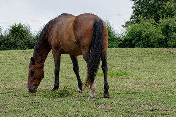 Obraz premium Cheval à la robe alezane de race Karabair dans le département du Pas-de-Calais, France