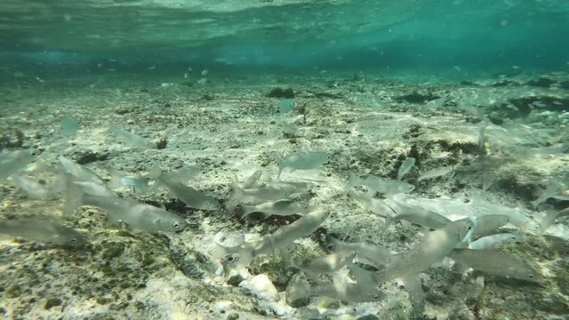 Unterwasser tauchen im Meer mit Actioncam