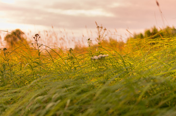 Summer grass background. Evening light on the grass.