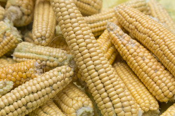 organic corn in the village.