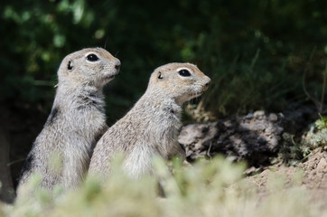 Naklejka na ściany i meble Two Alert Little Ground Squirrels Standing Guard Over Their Home