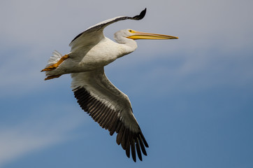 Fototapeta na wymiar White American White Pelican Flying in a Blue Sky