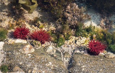 Sea anemones in shallow water