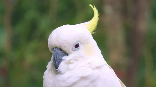 Close-up of ruffled sulphur-crested cockatoo sitting against green foliage on background. Portrait of adorable white parrot with yellow crest. Cute exotic bird. Wild avian species in natural habitat.