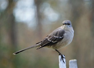 A single Mocking bird (Mimus polyglottos) perching on the white wooden fence on the blurry garden background, Winter in GA USA.