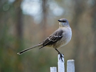 A single Mocking bird (Mimus polyglottos) perching on the white wooden fence on the blurry garden background, Winter in GA USA.