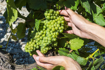 Naklejka na ściany i meble Girl's hand is gathering green young grapes near the house. Summer day on farm yard. Harvest time in autumn. Ecological fruit for vegans.