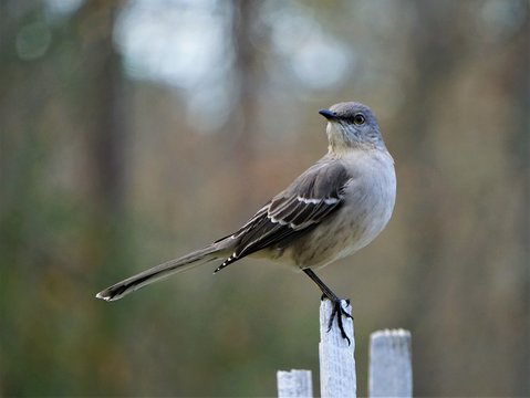 A single Mocking bird (Mimus polyglottos) perching on the white wooden fence on the blurry garden background, Winter in GA USA.