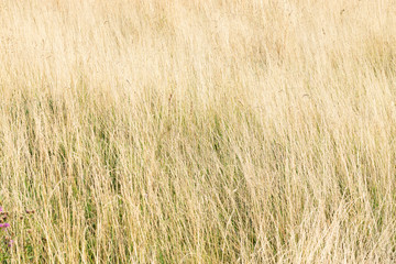 Yellow tall grass growing on the field, hay for cattle, landscape, natural background