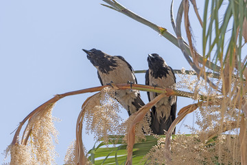 Hooded Crows in a Tree
