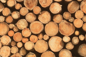 Holzstapel