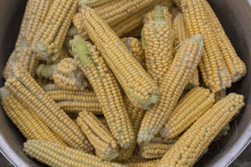 organic corn in the village.