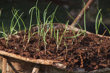 Self-made chive vegetables ensure no toxins.I grow vegetables and eat. Home made vegetable garden concept image.