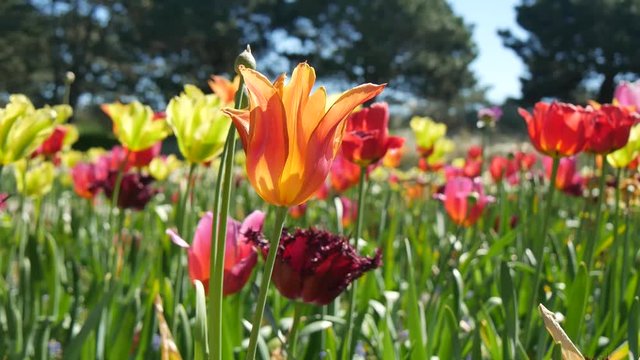 Tulipani colorati in Olanda