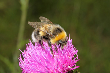 bombo giallo e nero (Bombus lucorum)