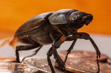 large brown shiny beetle crawls on coins