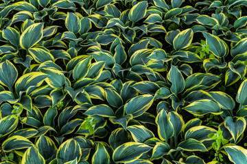 Hosta leaves background. Hosta - an ornamental plant for landscaping park and garden design. Lush green bushes.