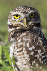 Coruja buraqueira - Owl