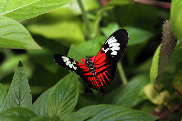 Butterflies and Flowers