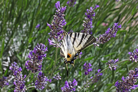podalirio (Iphiclides podalirius) sulla lavanda