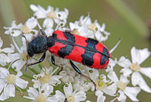 tricode (Trichodes alvearius)
