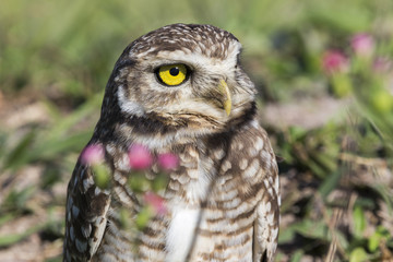 Coruja buraqueira - Owl