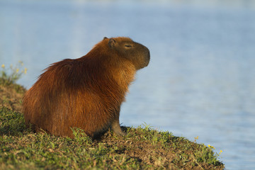 Capybara in the park barigui.