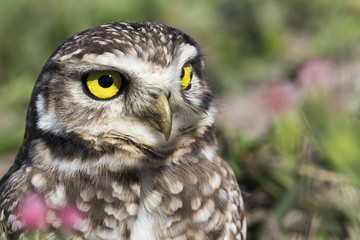 Coruja buraqueira - Owl