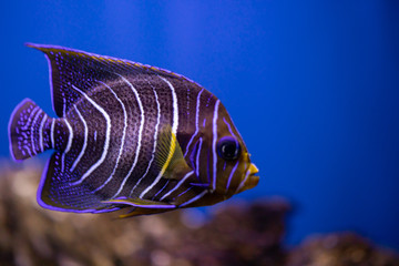 Aquarium Coral Angel Fish