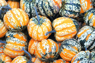 Colorful squash displayed outdoors to harvest and sell.