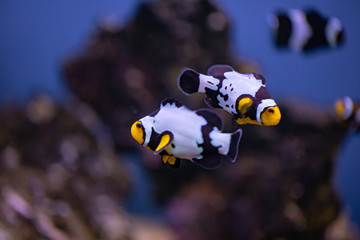Aquarium Picasso Clown Fish