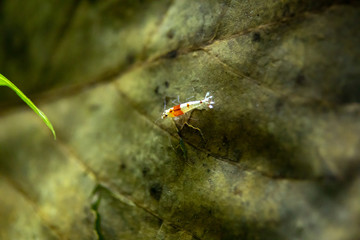 Aquarium Shrimp Macro