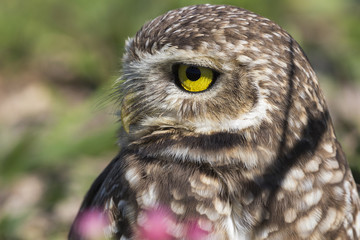 Coruja buraqueira - Owl