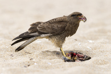 Gavião chimango caçando na praia