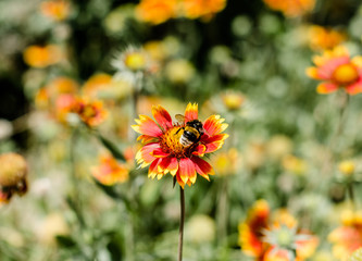 insect bumblebee on a flower with red and yellow petals close-up