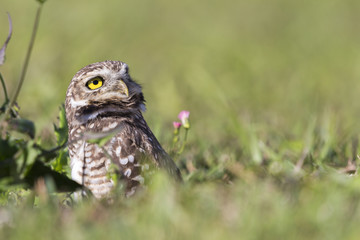 Coruja buraqueira - Owl