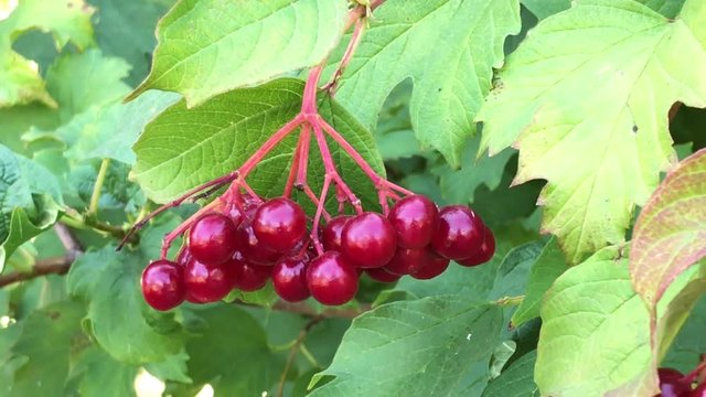 4k footage. Viburnum opulus, Guelder Rose, Water Elder, branch with red berries in breeze.
